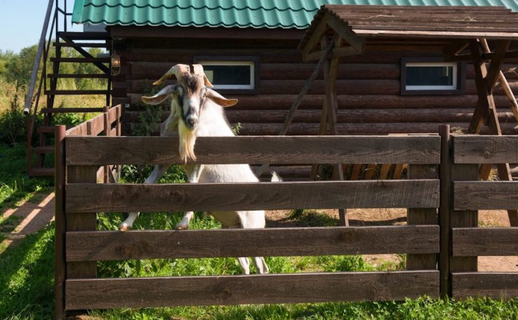 A Crash Course for Goat Breeding Season Backyard Goats